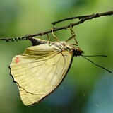 写真：投稿番号172 オオムラサキ♀