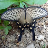 写真：投稿番号173 ジャコウアゲハの雌