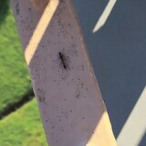 写真：投稿番号174 ヤガタアリグモ