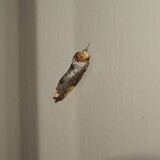 写真：投稿番号175 ツマキシャチホコ