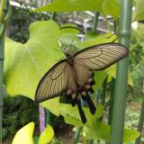 写真：投稿番号149 ジヤコウアゲハ　雄と雌