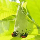 投稿番号152 アシナガオトシブミ