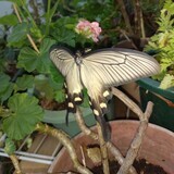 写真：投稿番号194 ジャコウアゲハ雌