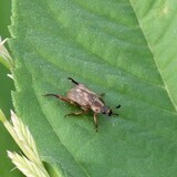 写真：投稿番号197 セマダラコガネ