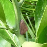 写真：投稿番号198 チュウゴクアミガサハゴロモ