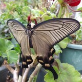 写真：投稿番号199 ジャコウアゲハ　雌