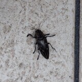 写真：投稿番号200 ウバタマムシ