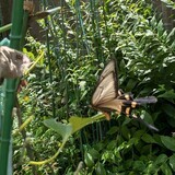 写真：投稿番号201 ジャコウアゲハ　雌