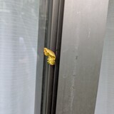 写真：投稿番号217 ジャコウアゲハのサナギ