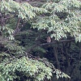 写真：投稿番号218 フクロウ