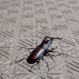 写真：投稿番号219 ノコギリクワガタ