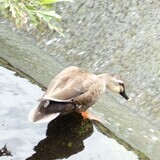 写真：投稿番号220 カルガモ