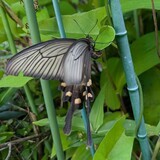 写真：投稿番号221 ジャコウアゲハ雌