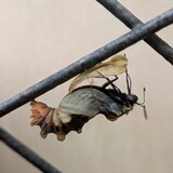 写真：投稿番号222 ジャコウアゲハの羽化