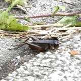 写真：投稿番号177 エンマコオロギ　メス