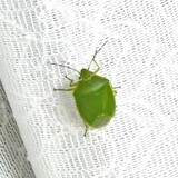 写真：投稿番号178 ツヤアオカメムシ