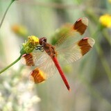 写真：投稿番号179 ミヤマアカネ