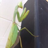 写真：投稿番号181 お腹の大きなカマキリ