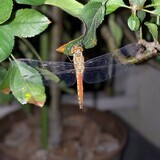 写真：投稿番号203 ウスバキトンボ