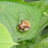 写真：投稿番号204 ヨツモンカメノコハムシ