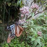 写真：投稿番号205 アサギマダラ