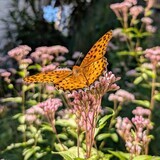 写真：投稿番号206 ヒョウモン蝶