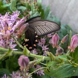 写真：投稿番号207 ジャコウアゲハ雌