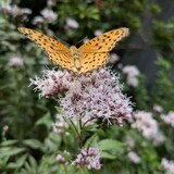 写真：投稿番号208 ヒョウモン蝶