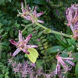 写真：投稿番号209 キチョウ