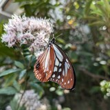 写真：投稿番号210 アサギマダラ