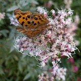 写真：投稿番号211 キタテハ