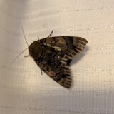 写真：投稿番号213 フクラスズメ