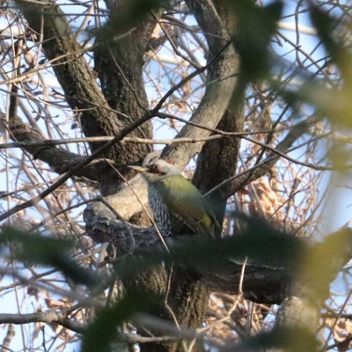 写真：投稿番号160 アオゲラ