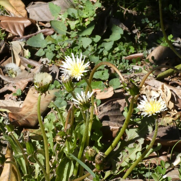 写真：投稿番号166 シロバナタンポポ
