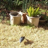 写真：投稿番号182 イソヒヨドリ