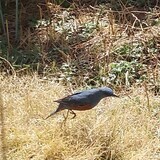 写真：投稿番号183 イソヒヨドリ