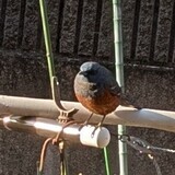 写真：投稿番号214 イソヒヨドリ