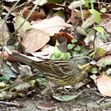 写真：投稿番号226 アオジ