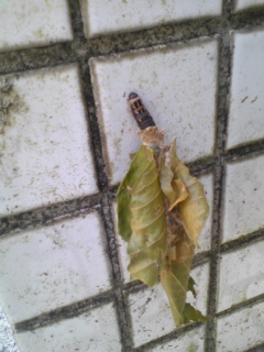 ミノムシの写真