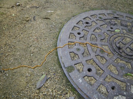 オオミスジコウガイビルの写真1