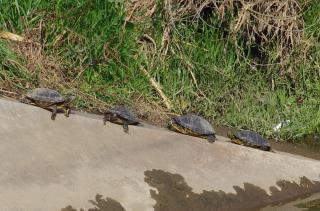 写真：ミシシッピアカミミガメ3