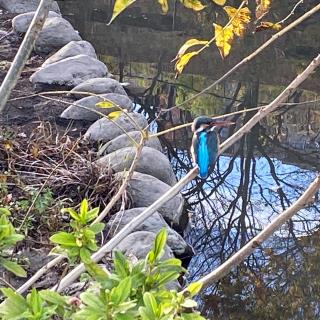 写真：カワセミ