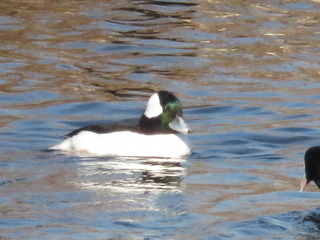 写真：ヒメハジロ1