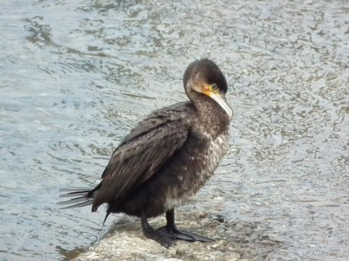 カワウの写真　岡田俊雄さん撮影