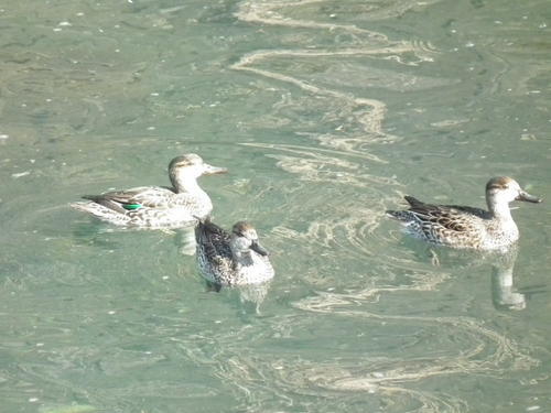 コガモ（メス）の写真　岡田俊雄さん撮影