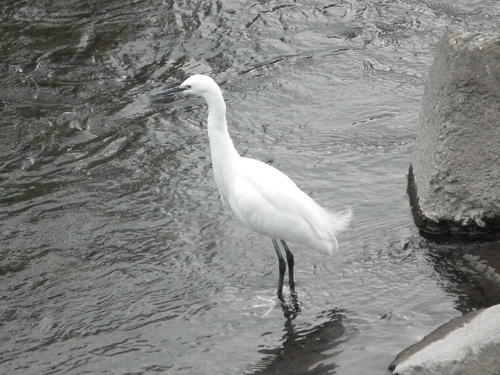 コサギの写真　岡田俊雄さん撮影