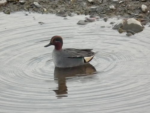 コガモ（オス）の写真　岡田俊雄さん撮影