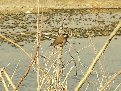 ムクドリの写真1　内田元輝さん撮影