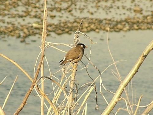 ムクドリの写真2　内田元輝さん撮影