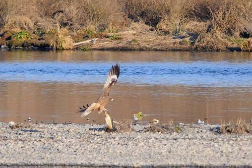 トビの写真　佐藤公泰さん撮影